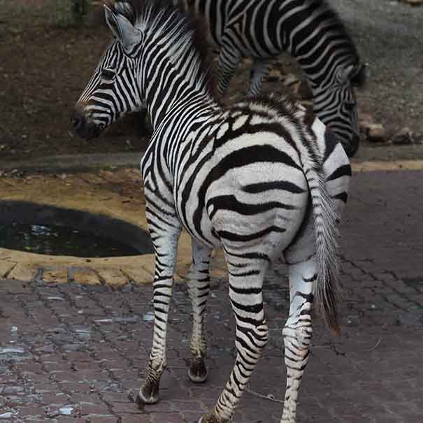 Baby Zebra